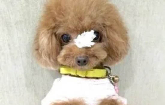 貴賓犬手術傷口多久恢復