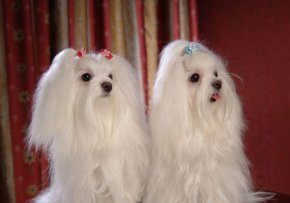馬爾濟斯犬干咳的原因及處理方法