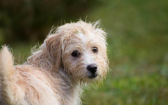 狗狗狂犬病發(fā)作有哪些癥狀