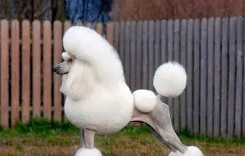 貴賓犬的訓練方法