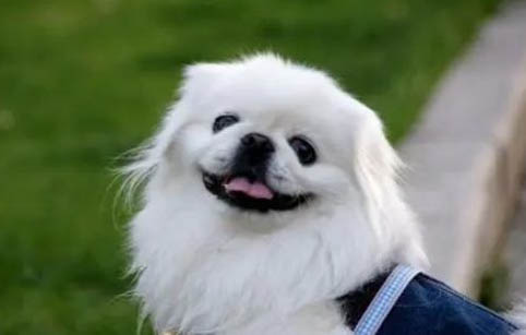 常見犬類品種大全