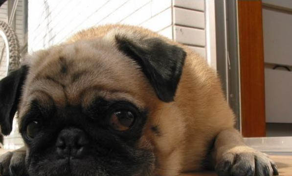 八哥犬怎么訓練大小便啊?