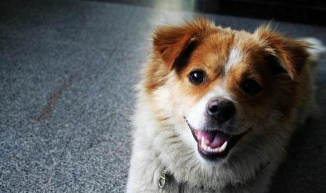 狗狗喜歡吃訓犬糧的原因有哪些