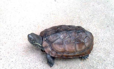 寵物龜夏季應重點預防哪些疾病