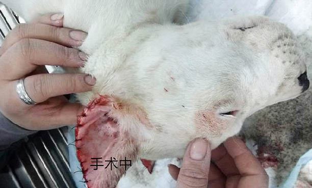 杜高犬骨折癥狀有哪些