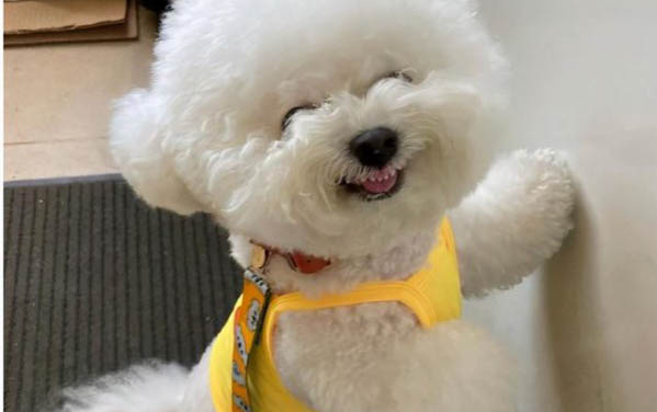 狗狗怎么會有虱子