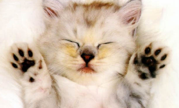 如何快速教會貓用貓砂