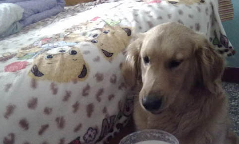 狗狗首次打狂犬疫苗打幾針