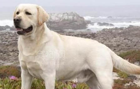 狗狗可以經常吃動物內臟嗎