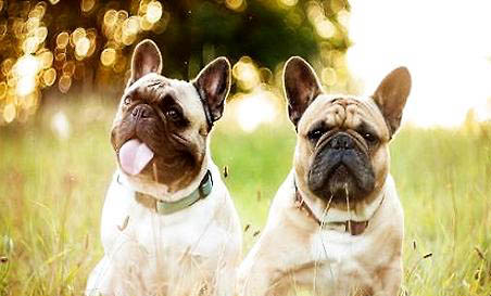 法國(guó)斗牛犬是禁養(yǎng)的嗎