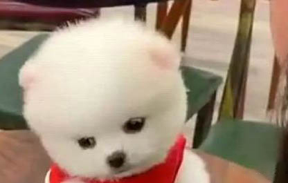 狗狗念珠菌性口炎好治療嗎