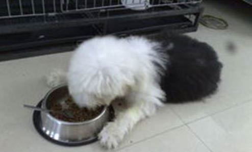 哪種大型犬最適合家養？