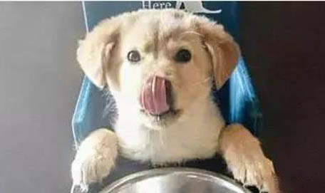 狗狗腹水怎么排出體外
