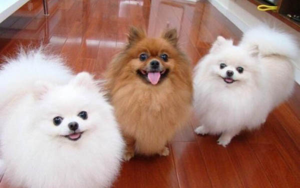 博美犬好養(yǎng)活嗎?