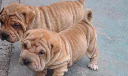 沙皮犬多少錢一只