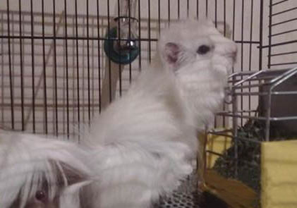 銀色刺毛天竺鼠的喂食要點(diǎn)