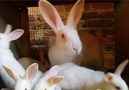 白兔魚的特征及飼養(yǎng)環(huán)境