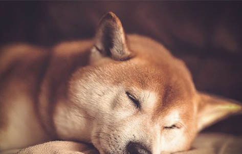 白柴犬為什么便宜