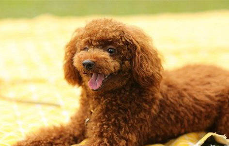 怎么防止狗狗得細小和犬瘟