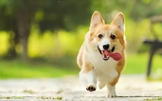 教你怎樣給狗狗刷牙