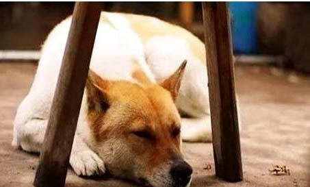 中華田園犬土狗買錢多少錢一只