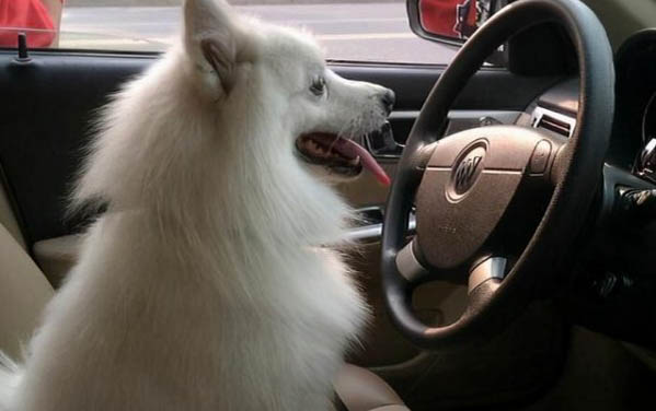 犬瘟會傳染給貓嗎