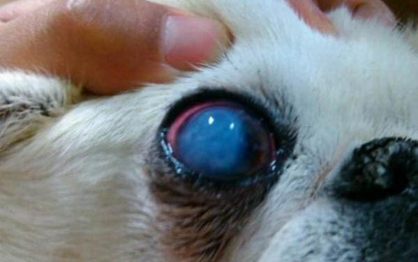 一個多月的狗狗可以驅(qū)蟲嗎