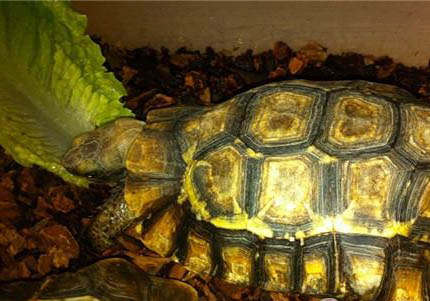 紅腿陸龜公母可以放在一起養(yǎng)嗎