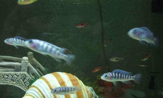 養(yǎng)魚的水渾濁怎么處理