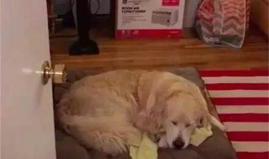 狗狗內傷為什么不能喝水