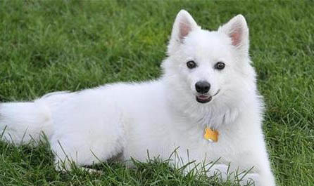 愛斯基摩犬嘔吐白沫的原因及處理方法