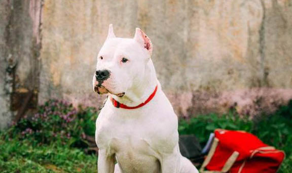 杜高犬怎么訓(xùn)練