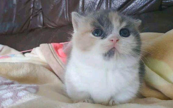小貓可以吃蘋果嗎