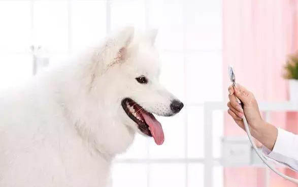 什么原因引起的狗狗肥胖