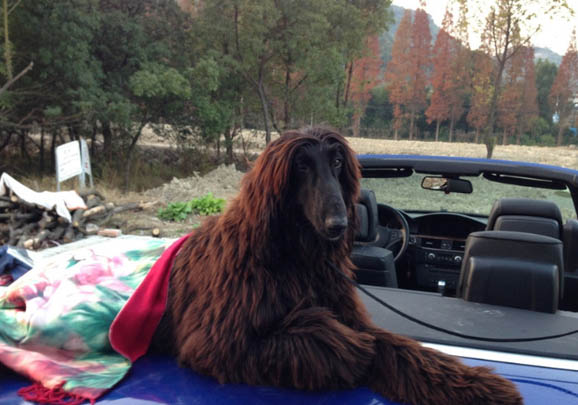 阿富汗獵犬拉稀帶血是什么原因