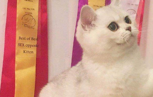 如何確定貓咪是否便秘?
