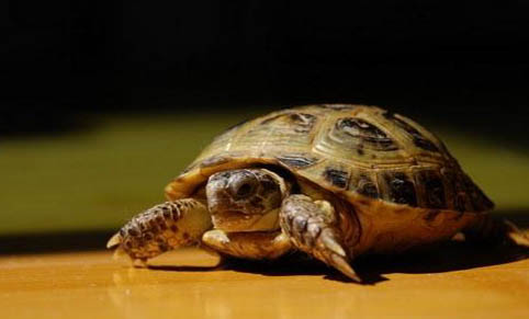 親人好養的寵物龜有哪些