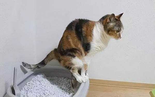貓咪胰腺炎癥狀