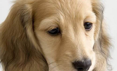 可卡犬什么時候出土可卡犬為什么沒人養