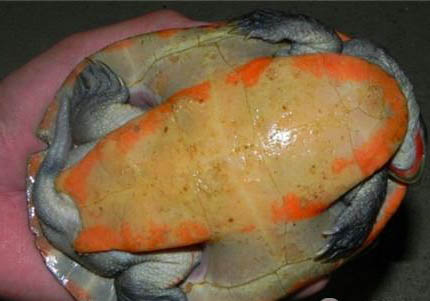 紅腹金剛鸚鵡壽命多少年