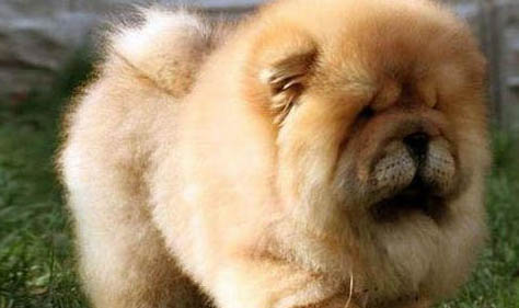 松獅犬尿道炎癥狀表現(xiàn)形式