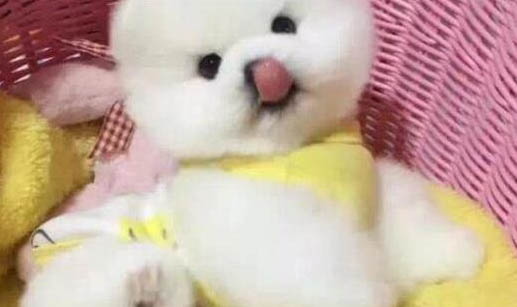 狗狗腎炎的病因