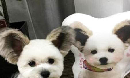 蝴蝶犬嘔吐不吃東西的原因及處理方法