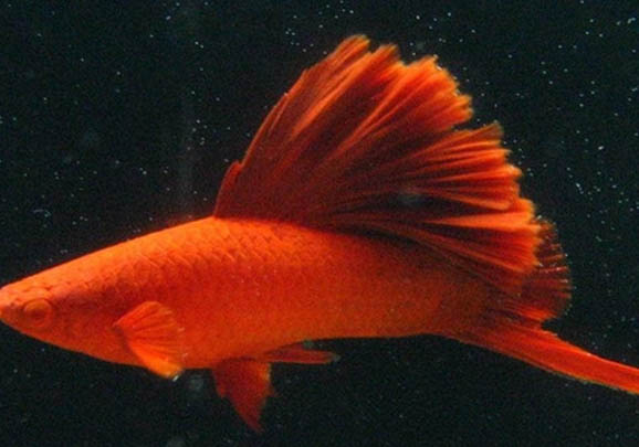 水缸養魚要增氧嗎