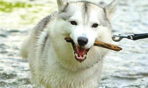 狗狗除了吃狗糧還可以吃什么主食
