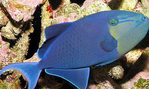 冷水魚品種有哪些適合家養的?