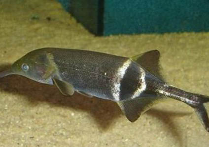 熱帶魚糧怎么樣