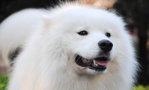狗狗月經多久來一次