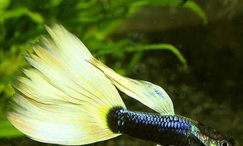 孔雀魚出生幾天后可以換水
