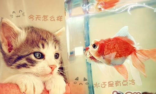 夏季如何正確飼養(yǎng)貓咪